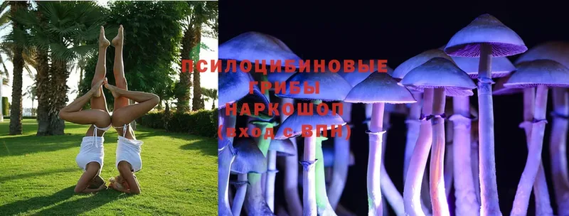 Галлюциногенные грибы Psilocybe  ссылка на мегу ссылка  Мичуринск 